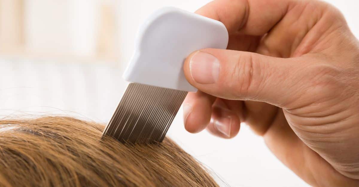 Pediculosis: piojos en el cabello